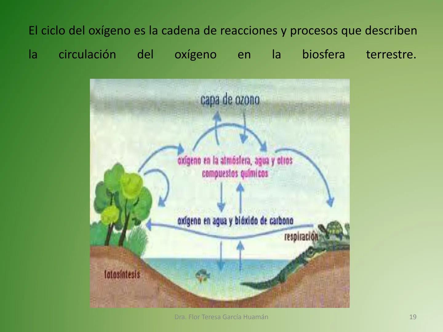 # CICLOS BIOGEOQUÍMICOS Se denomina ciclo biogeoquímico al movimiento de
cantidades masivas de carbono, nitrógeno, oxígeno,
hidrógeno, calci