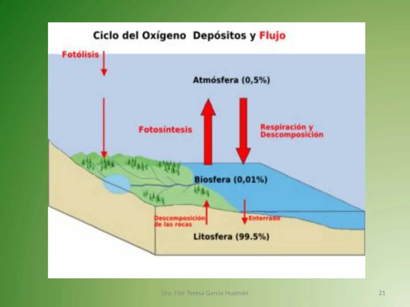 # CICLOS BIOGEOQUÍMICOS Se denomina ciclo biogeoquímico al movimiento de
cantidades masivas de carbono, nitrógeno, oxígeno,
hidrógeno, calci