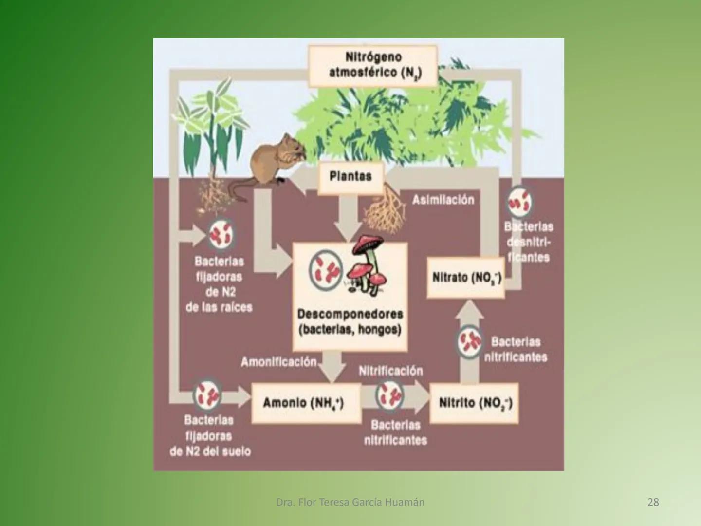 # CICLOS BIOGEOQUÍMICOS Se denomina ciclo biogeoquímico al movimiento de
cantidades masivas de carbono, nitrógeno, oxígeno,
hidrógeno, calci