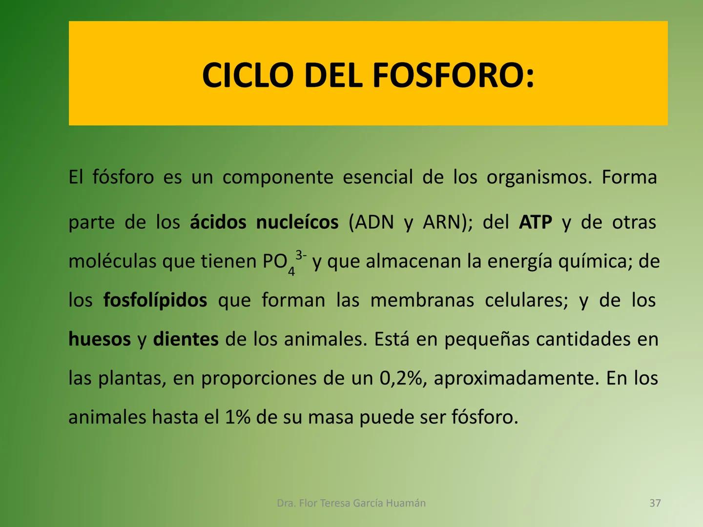 # CICLOS BIOGEOQUÍMICOS Se denomina ciclo biogeoquímico al movimiento de
cantidades masivas de carbono, nitrógeno, oxígeno,
hidrógeno, calci