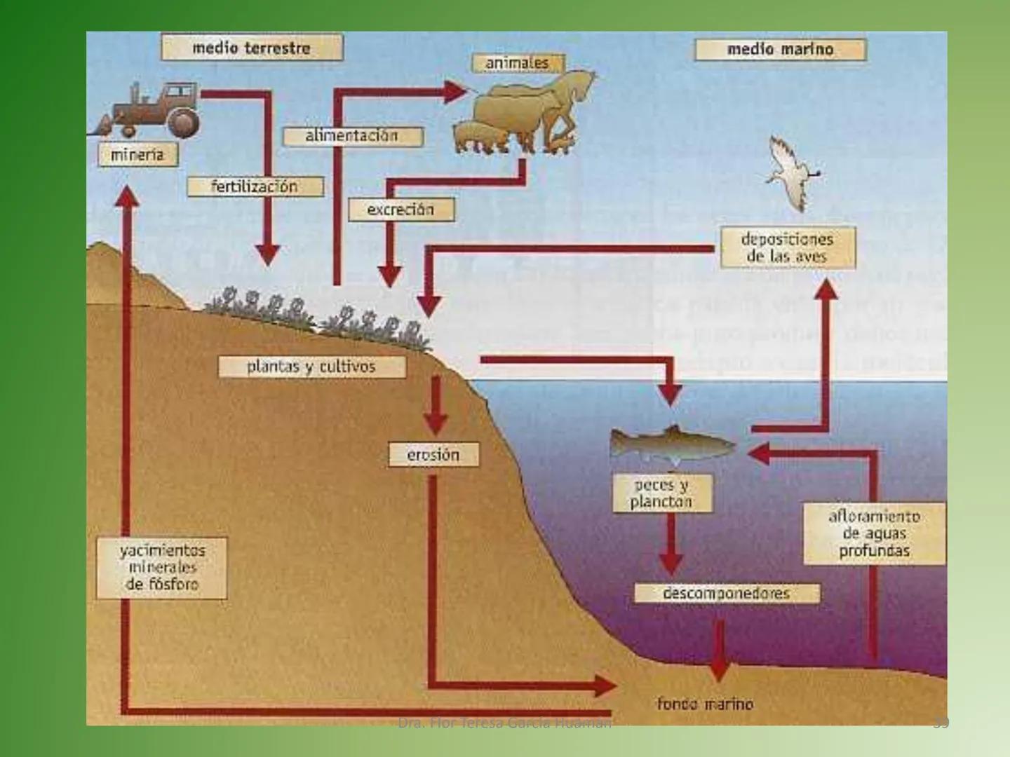 # CICLOS BIOGEOQUÍMICOS Se denomina ciclo biogeoquímico al movimiento de
cantidades masivas de carbono, nitrógeno, oxígeno,
hidrógeno, calci
