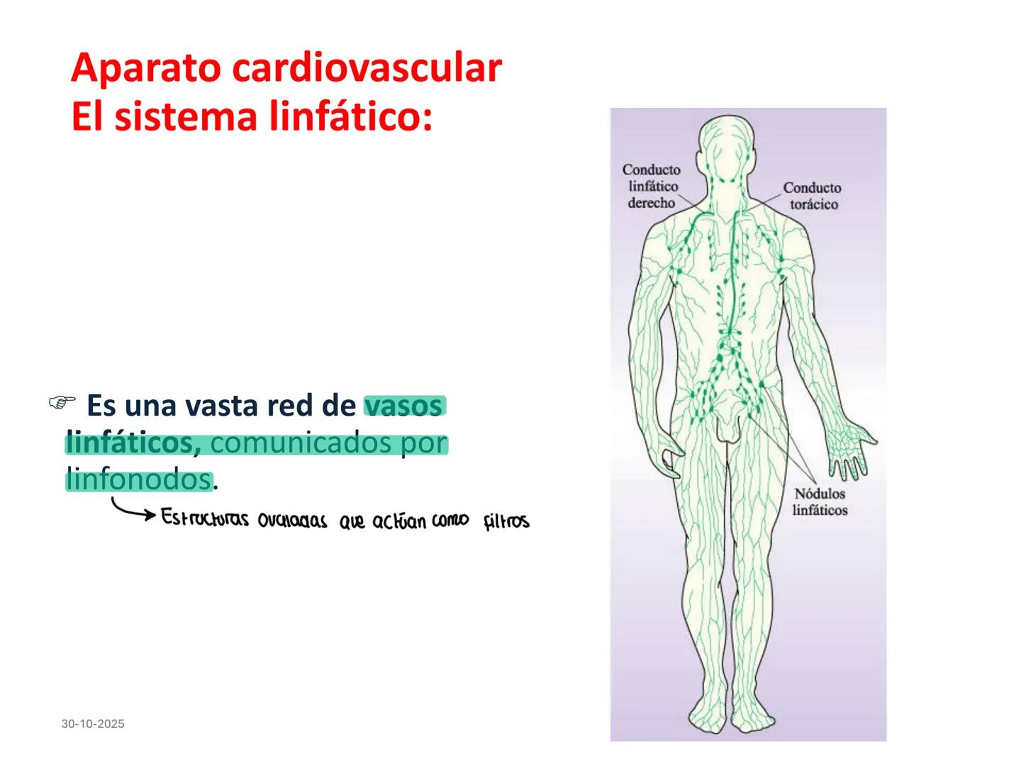 # Aparato cardiovascular
## El sistema linfático:
Es una vasta red de vasos
linfáticos, comunicados por
linfonodos.
Conducto
linfático
de