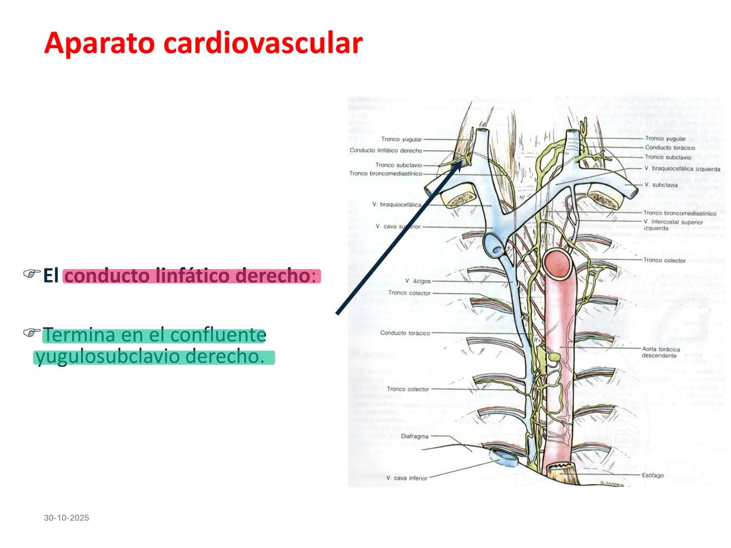 # Aparato cardiovascular
## El sistema linfático:
Es una vasta red de vasos
linfáticos, comunicados por
linfonodos.
Conducto
linfático
de