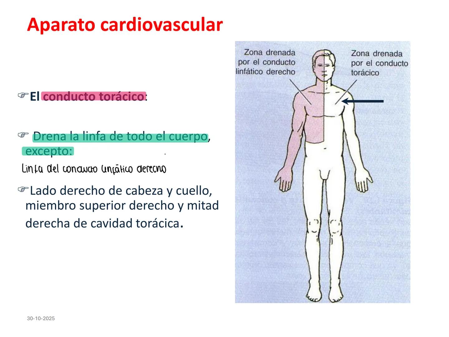 # Aparato cardiovascular
## El sistema linfático:
Es una vasta red de vasos
linfáticos, comunicados por
linfonodos.
Conducto
linfático
de