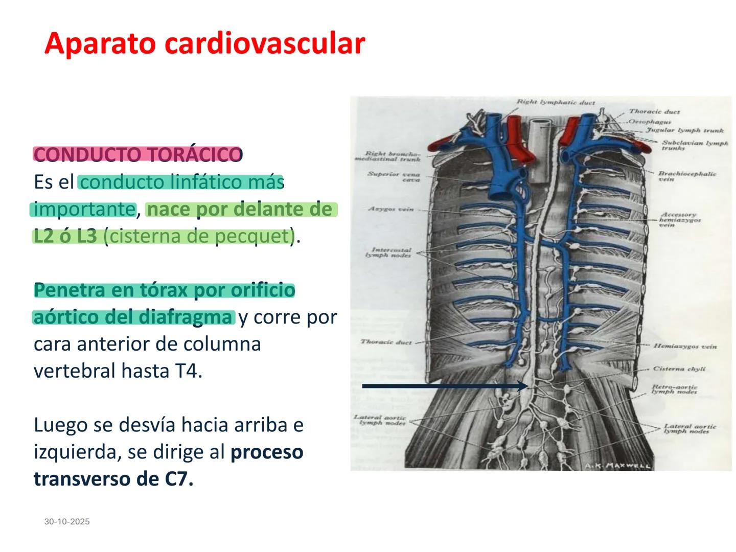 # Aparato cardiovascular
## El sistema linfático:
Es una vasta red de vasos
linfáticos, comunicados por
linfonodos.
Conducto
linfático
de