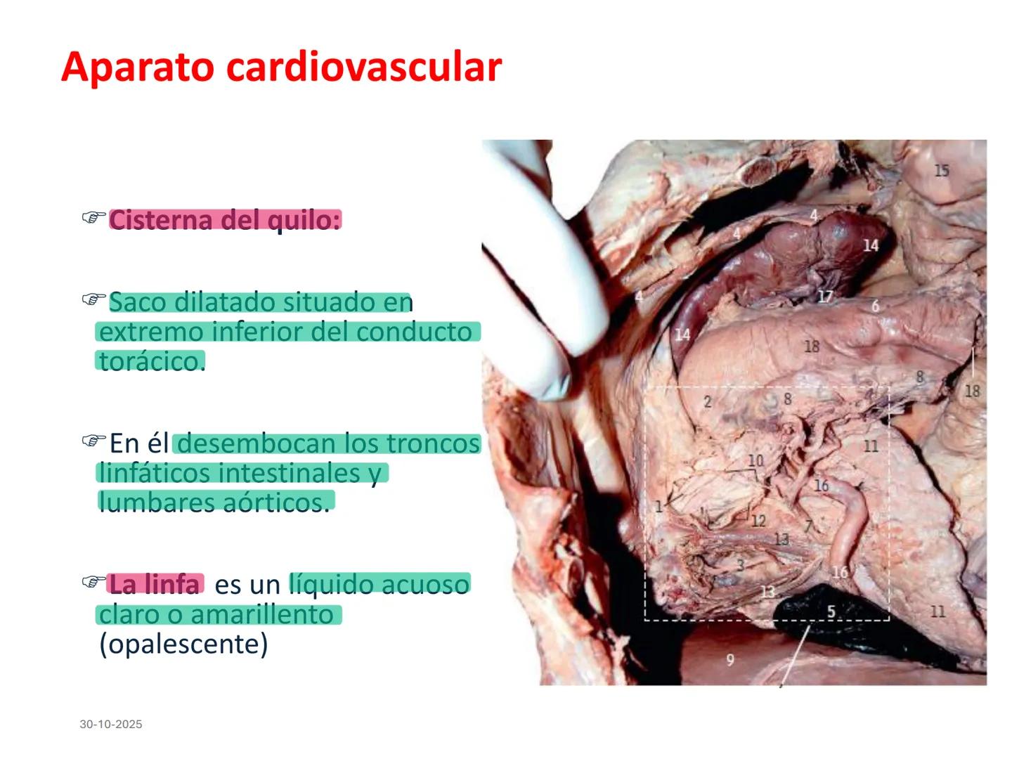 # Aparato cardiovascular
## El sistema linfático:
Es una vasta red de vasos
linfáticos, comunicados por
linfonodos.
Conducto
linfático
de