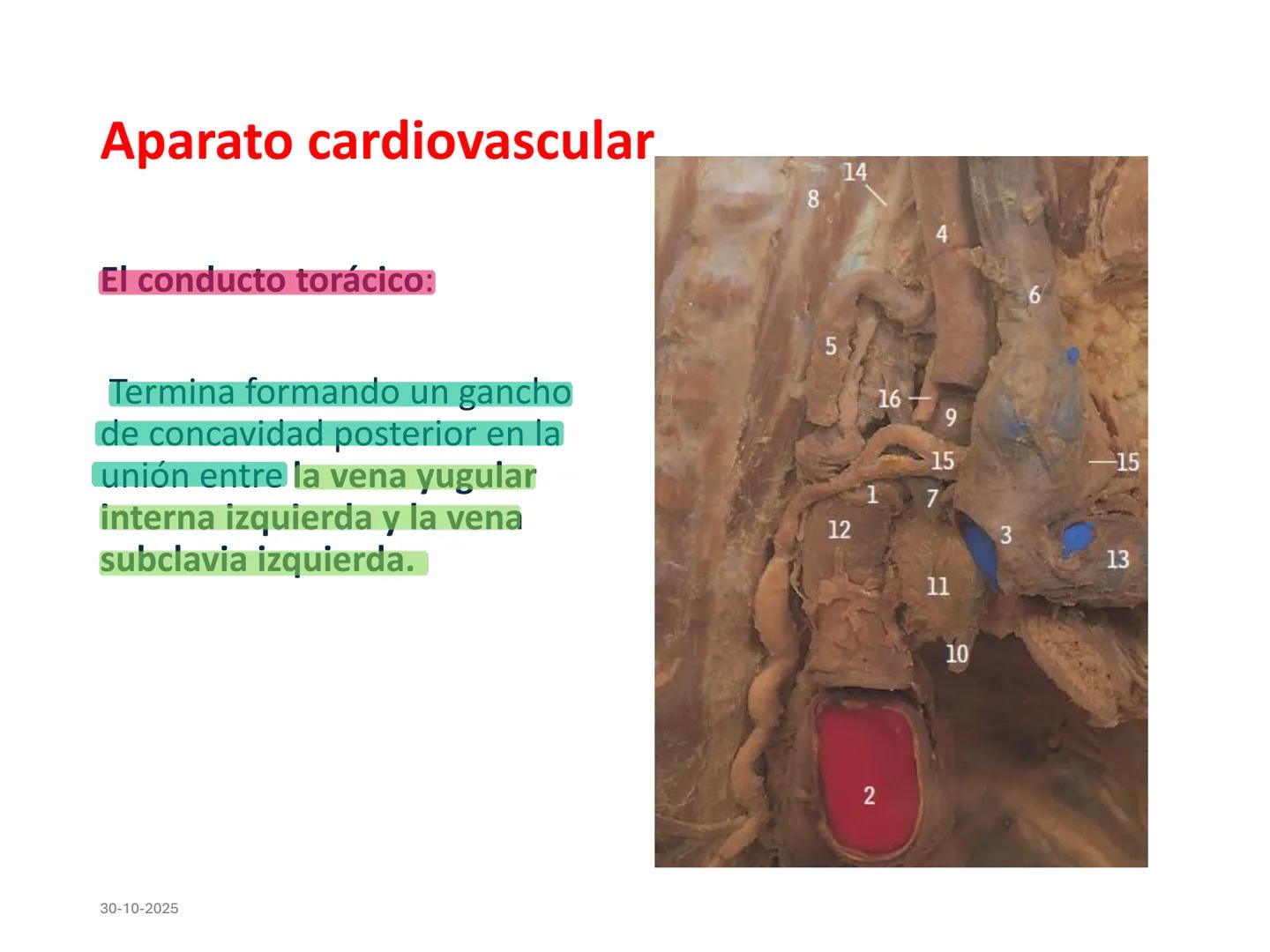 # Aparato cardiovascular
## El sistema linfático:
Es una vasta red de vasos
linfáticos, comunicados por
linfonodos.
Conducto
linfático
de