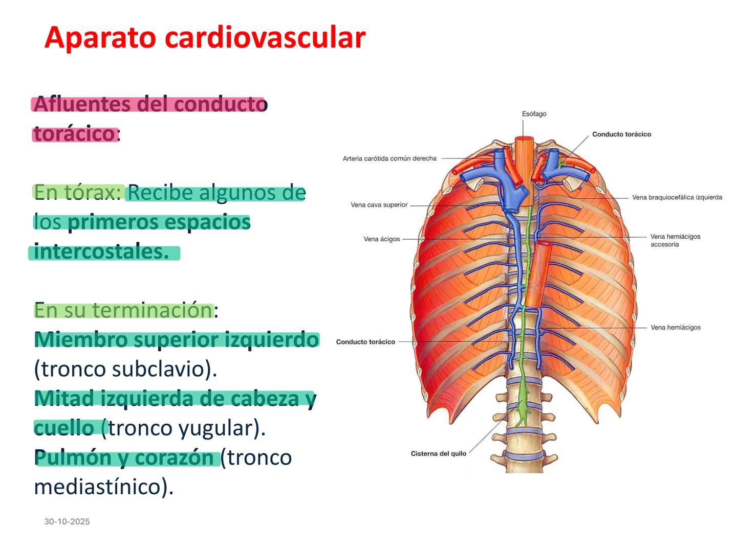 # Aparato cardiovascular
## El sistema linfático:
Es una vasta red de vasos
linfáticos, comunicados por
linfonodos.
Conducto
linfático
de
