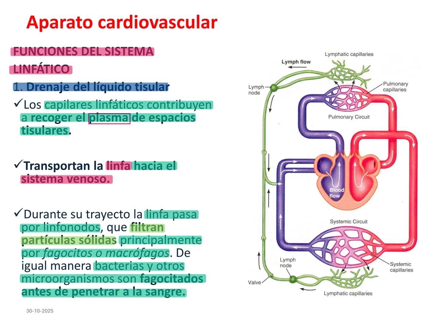 # Aparato cardiovascular
## El sistema linfático:
Es una vasta red de vasos
linfáticos, comunicados por
linfonodos.
Conducto
linfático
de