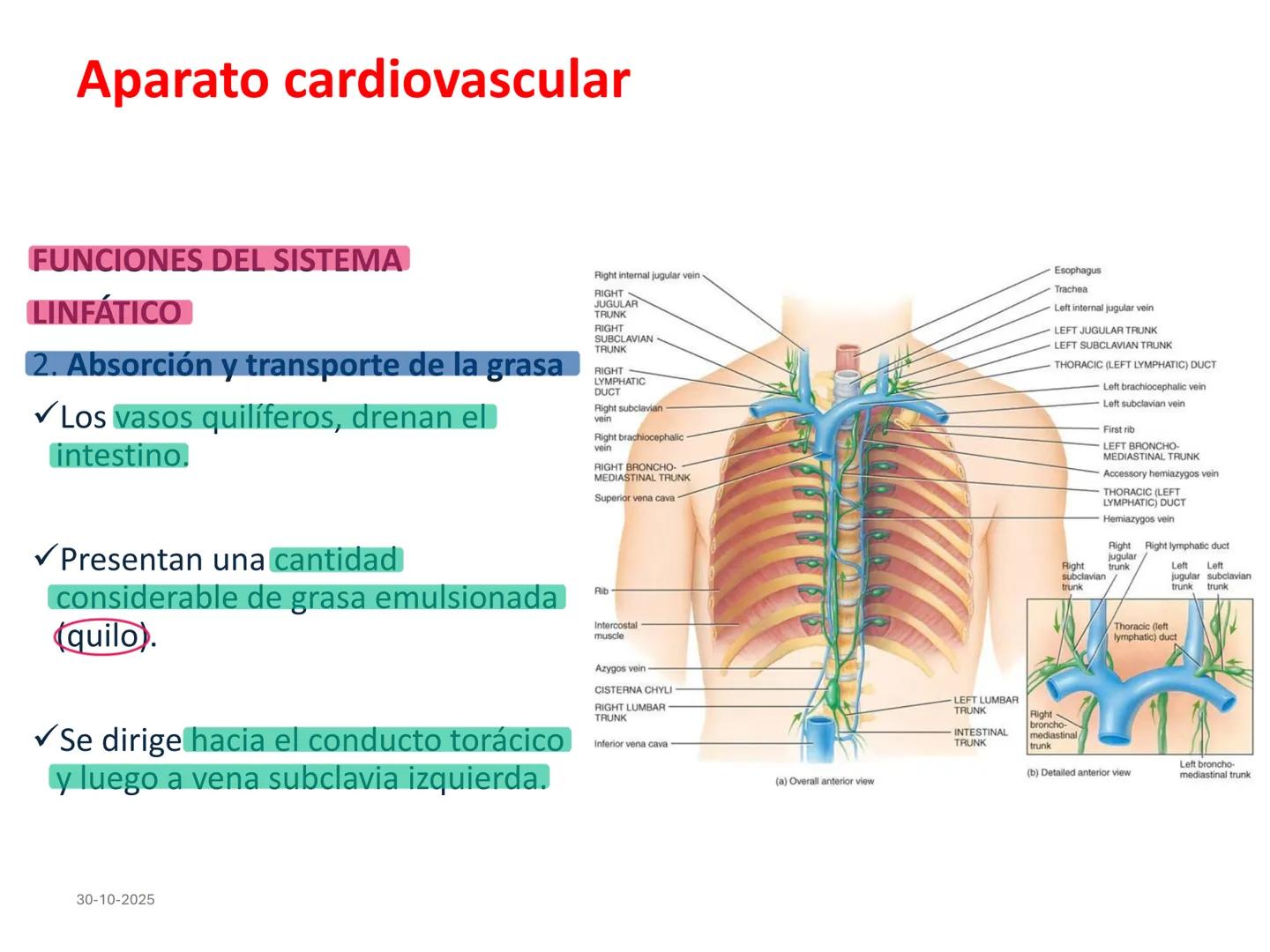 # Aparato cardiovascular
## El sistema linfático:
Es una vasta red de vasos
linfáticos, comunicados por
linfonodos.
Conducto
linfático
de