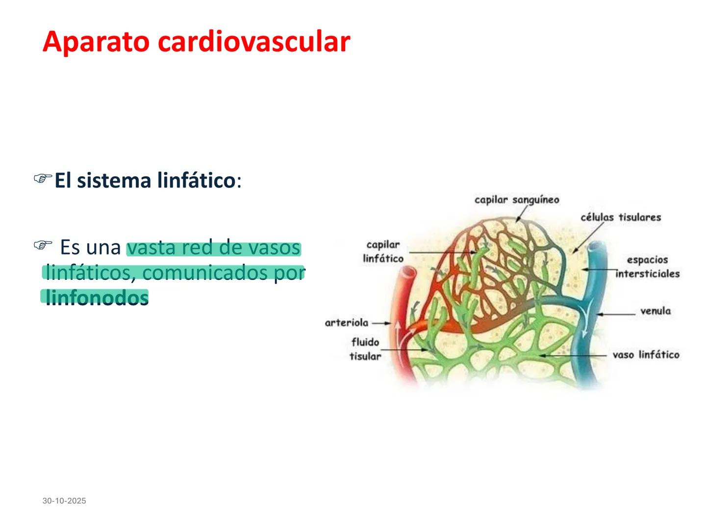 # Aparato cardiovascular
## El sistema linfático:
Es una vasta red de vasos
linfáticos, comunicados por
linfonodos.
Conducto
linfático
de