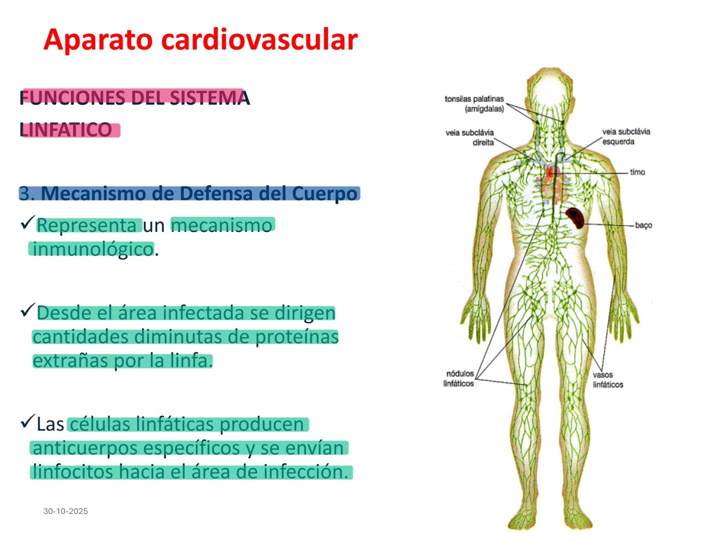# Aparato cardiovascular
## El sistema linfático:
Es una vasta red de vasos
linfáticos, comunicados por
linfonodos.
Conducto
linfático
de