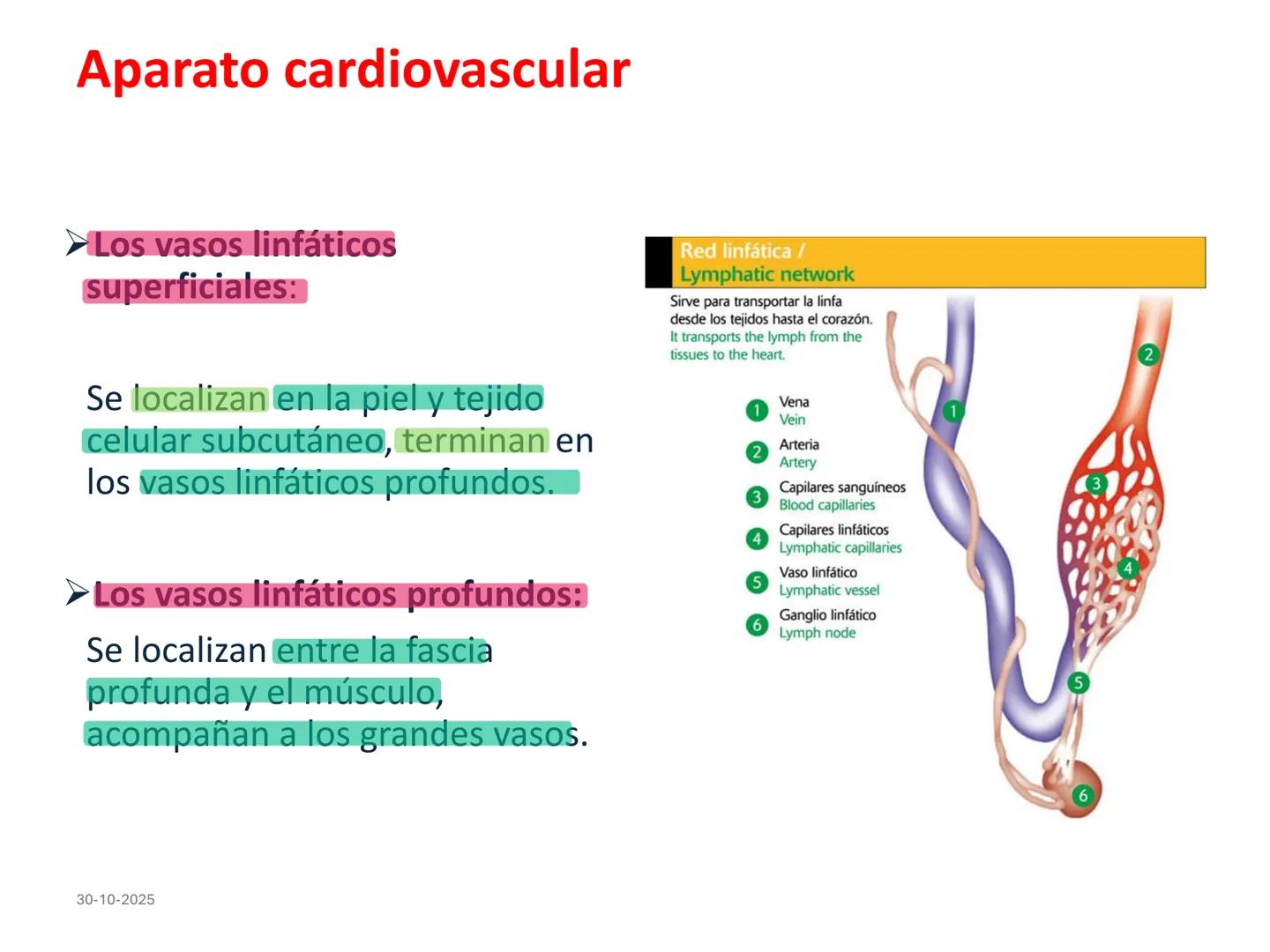 # Aparato cardiovascular
## El sistema linfático:
Es una vasta red de vasos
linfáticos, comunicados por
linfonodos.
Conducto
linfático
de