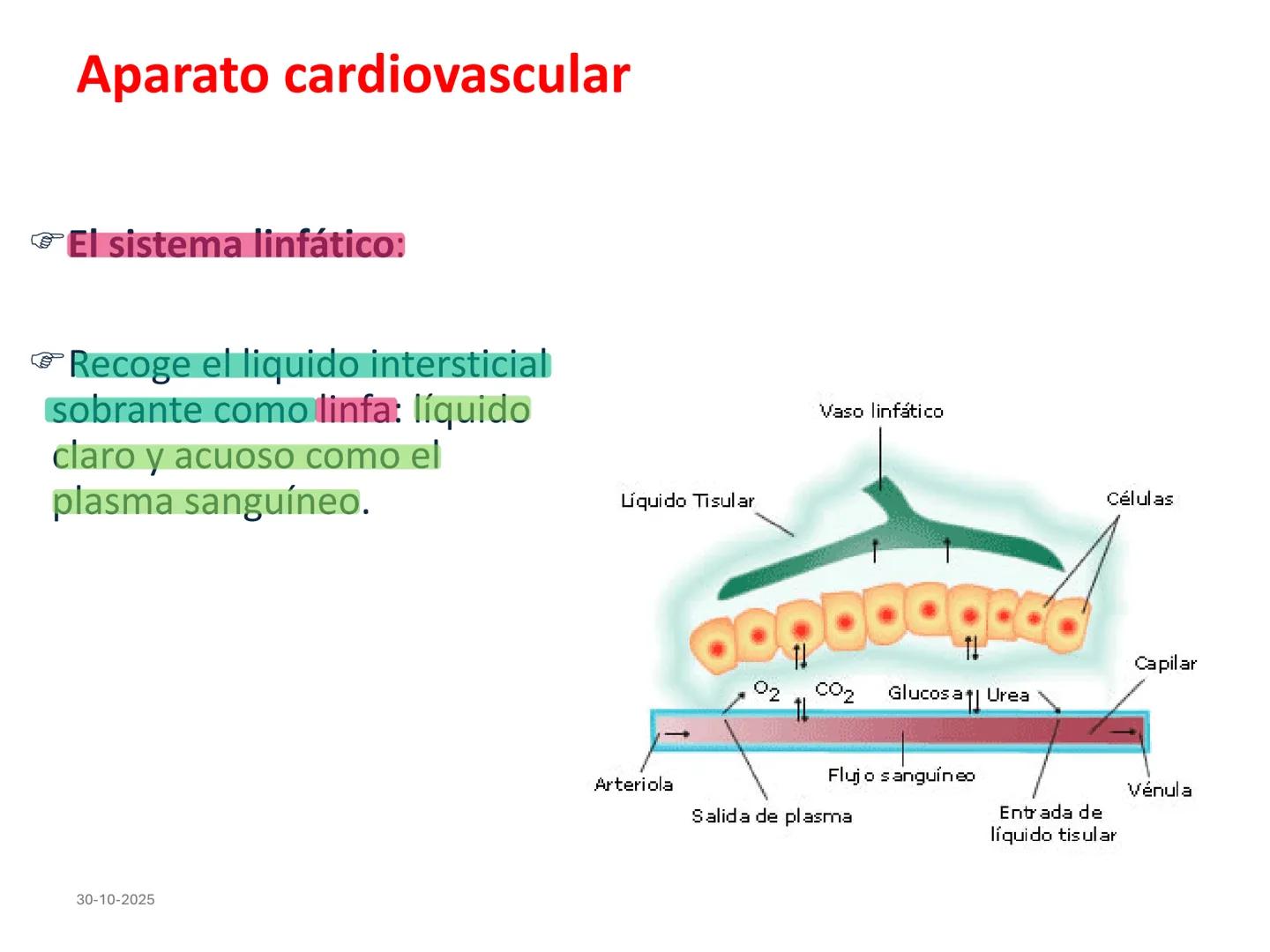 # Aparato cardiovascular
## El sistema linfático:
Es una vasta red de vasos
linfáticos, comunicados por
linfonodos.
Conducto
linfático
de
