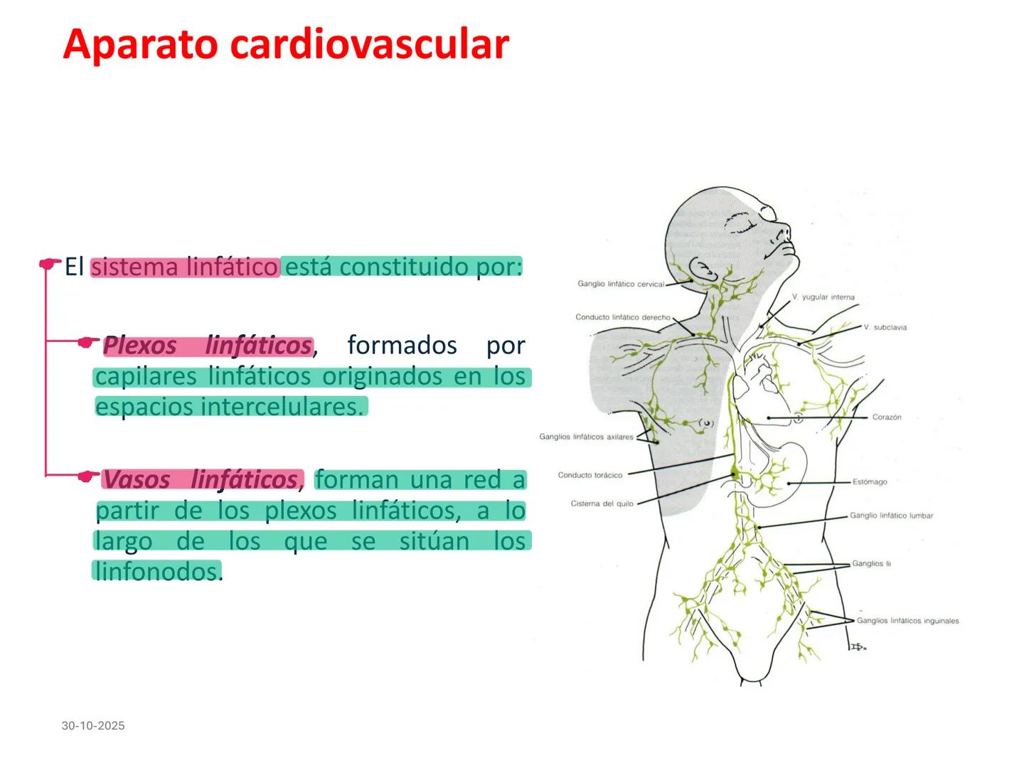 # Aparato cardiovascular
## El sistema linfático:
Es una vasta red de vasos
linfáticos, comunicados por
linfonodos.
Conducto
linfático
de