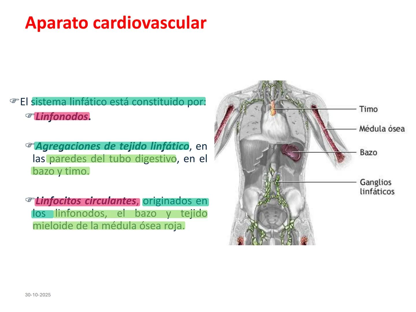 # Aparato cardiovascular
## El sistema linfático:
Es una vasta red de vasos
linfáticos, comunicados por
linfonodos.
Conducto
linfático
de