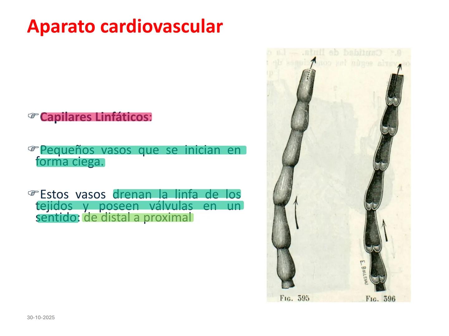 # Aparato cardiovascular
## El sistema linfático:
Es una vasta red de vasos
linfáticos, comunicados por
linfonodos.
Conducto
linfático
de
