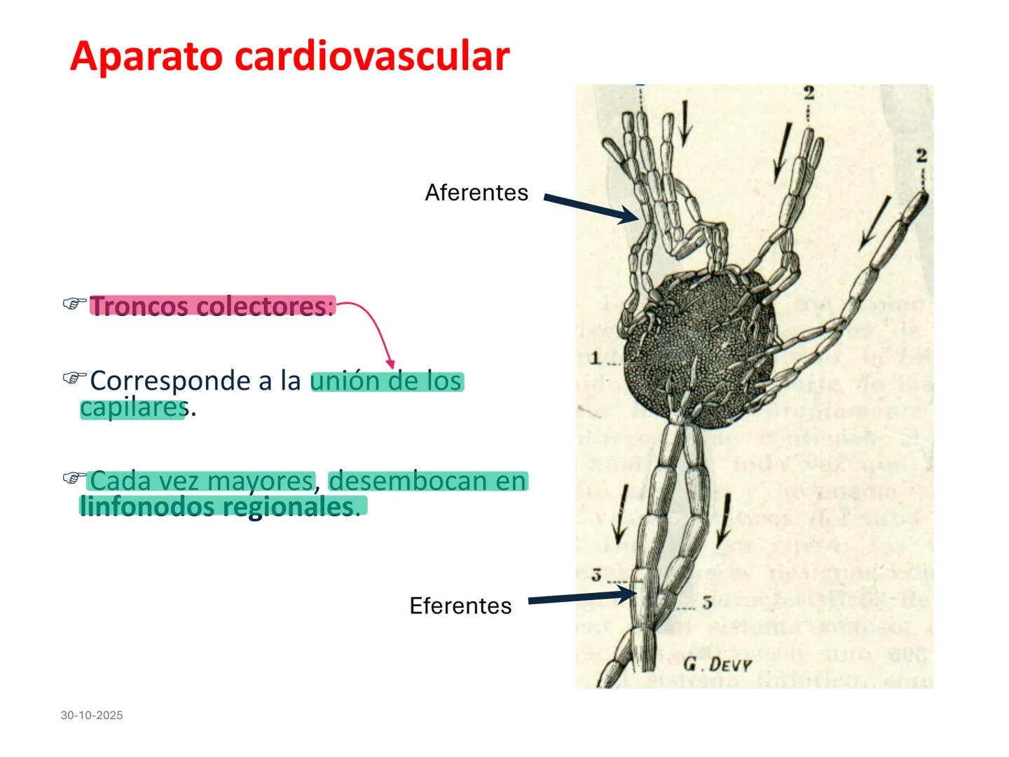 # Aparato cardiovascular
## El sistema linfático:
Es una vasta red de vasos
linfáticos, comunicados por
linfonodos.
Conducto
linfático
de