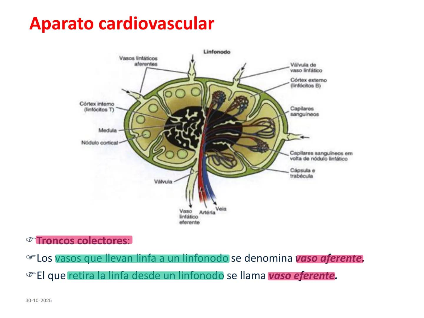 # Aparato cardiovascular
## El sistema linfático:
Es una vasta red de vasos
linfáticos, comunicados por
linfonodos.
Conducto
linfático
de