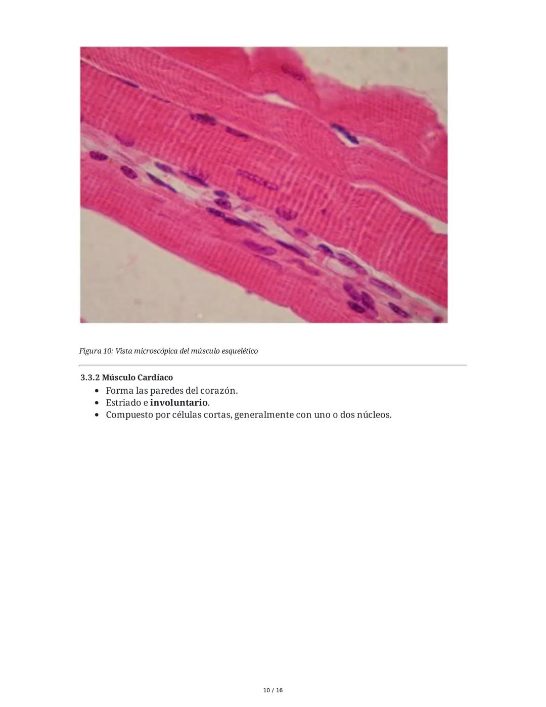 Sistema Nervioso y Muscular
1. Introducción al Sistema Nervioso y Muscular
El sistema nervioso y el sistema músculo-esquelético son fundamen