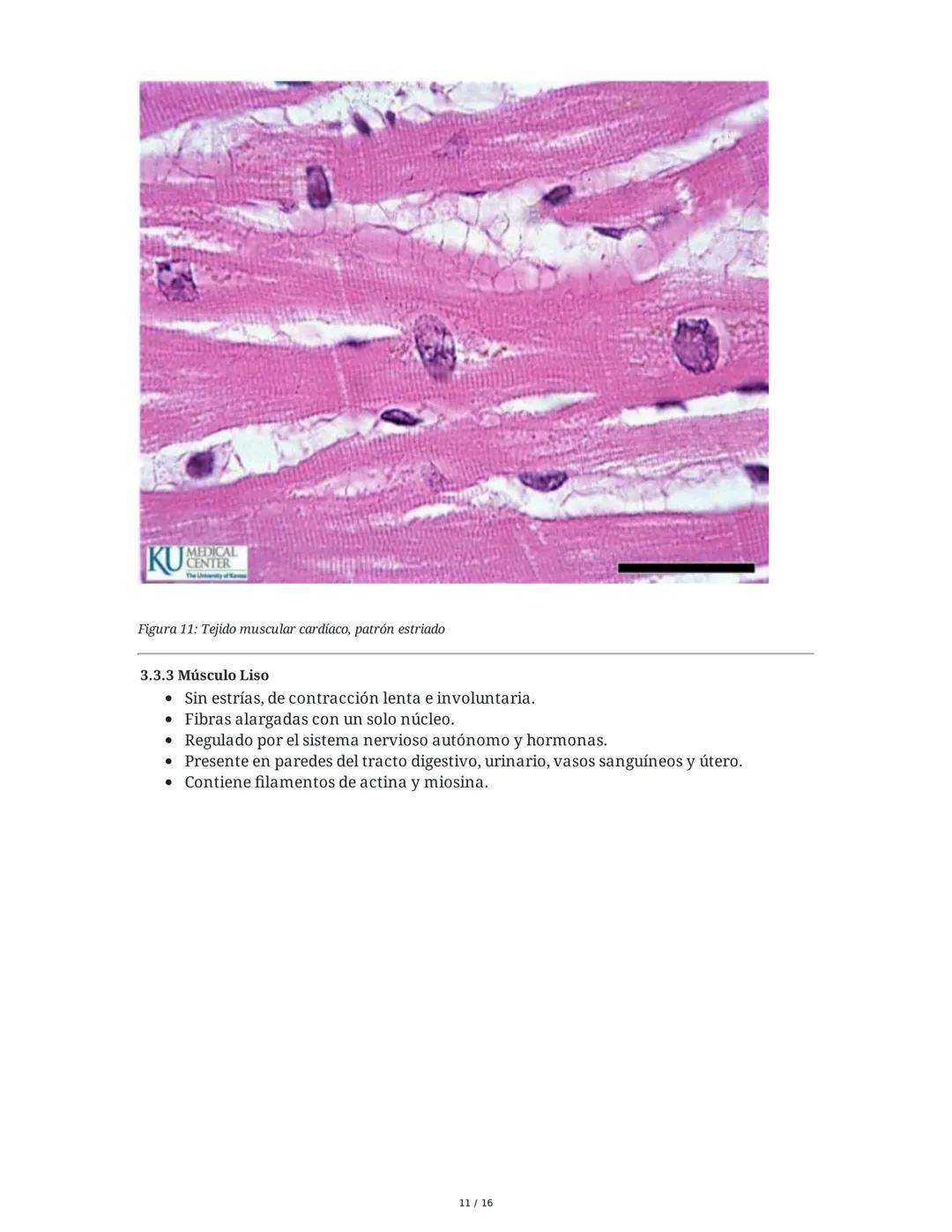 Sistema Nervioso y Muscular
1. Introducción al Sistema Nervioso y Muscular
El sistema nervioso y el sistema músculo-esquelético son fundamen