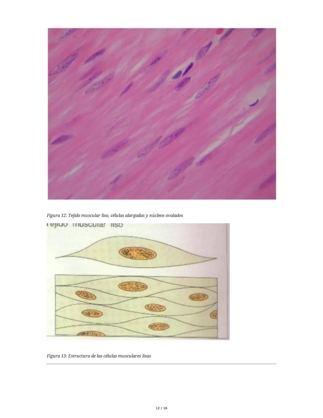 Sistema Nervioso y Muscular
1. Introducción al Sistema Nervioso y Muscular
El sistema nervioso y el sistema músculo-esquelético son fundamen