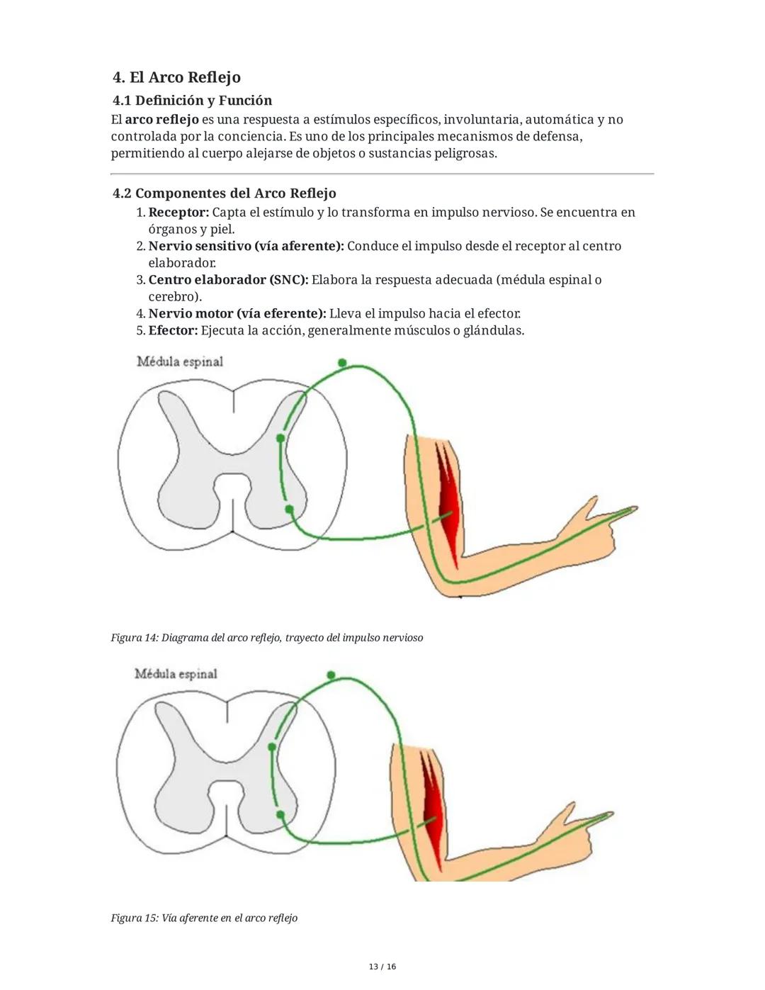 Sistema Nervioso y Muscular
1. Introducción al Sistema Nervioso y Muscular
El sistema nervioso y el sistema músculo-esquelético son fundamen