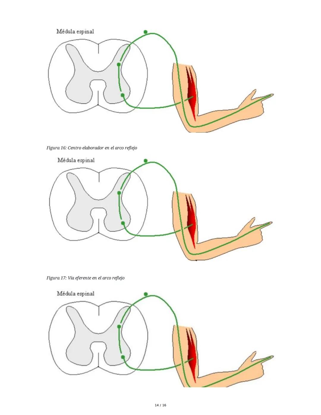 Sistema Nervioso y Muscular
1. Introducción al Sistema Nervioso y Muscular
El sistema nervioso y el sistema músculo-esquelético son fundamen