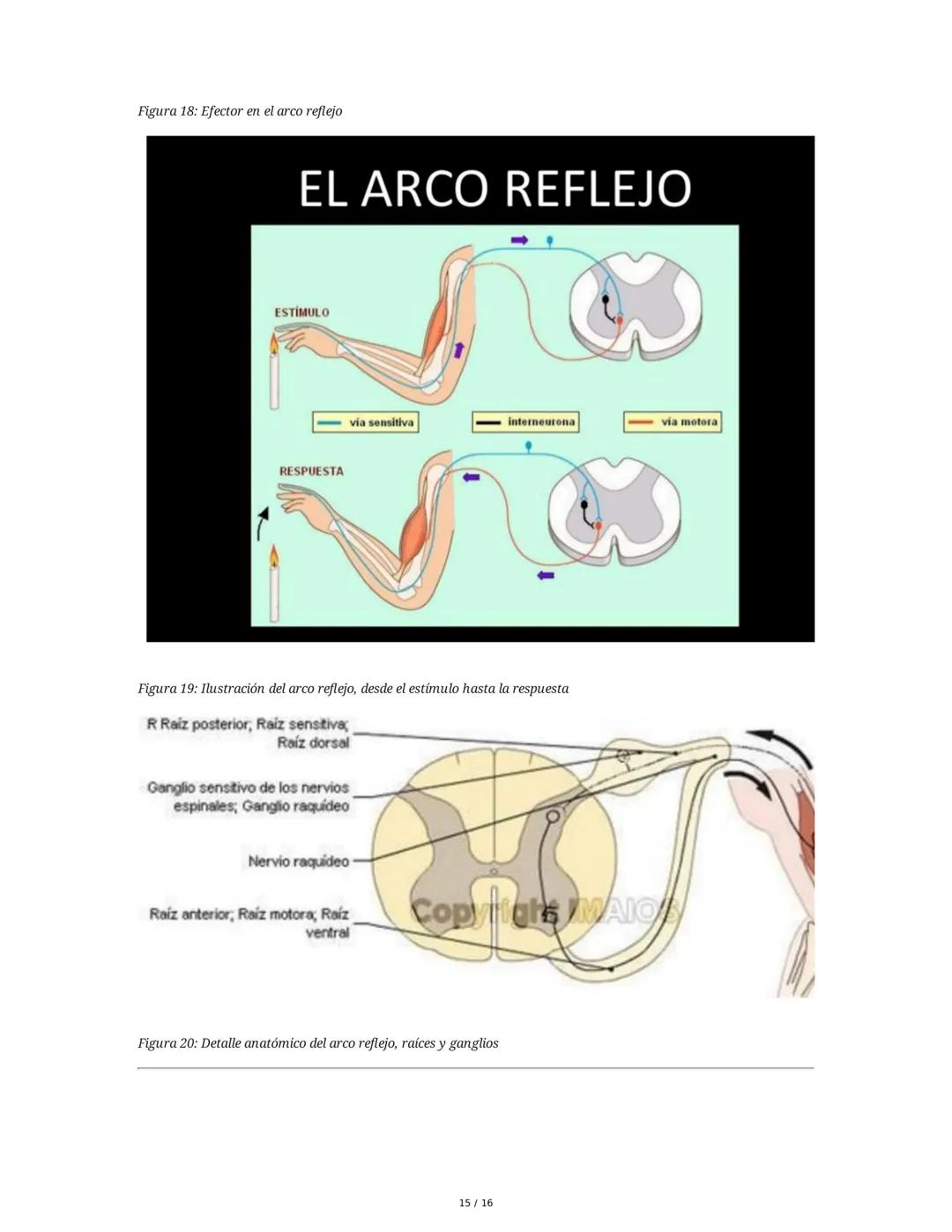 Sistema Nervioso y Muscular
1. Introducción al Sistema Nervioso y Muscular
El sistema nervioso y el sistema músculo-esquelético son fundamen