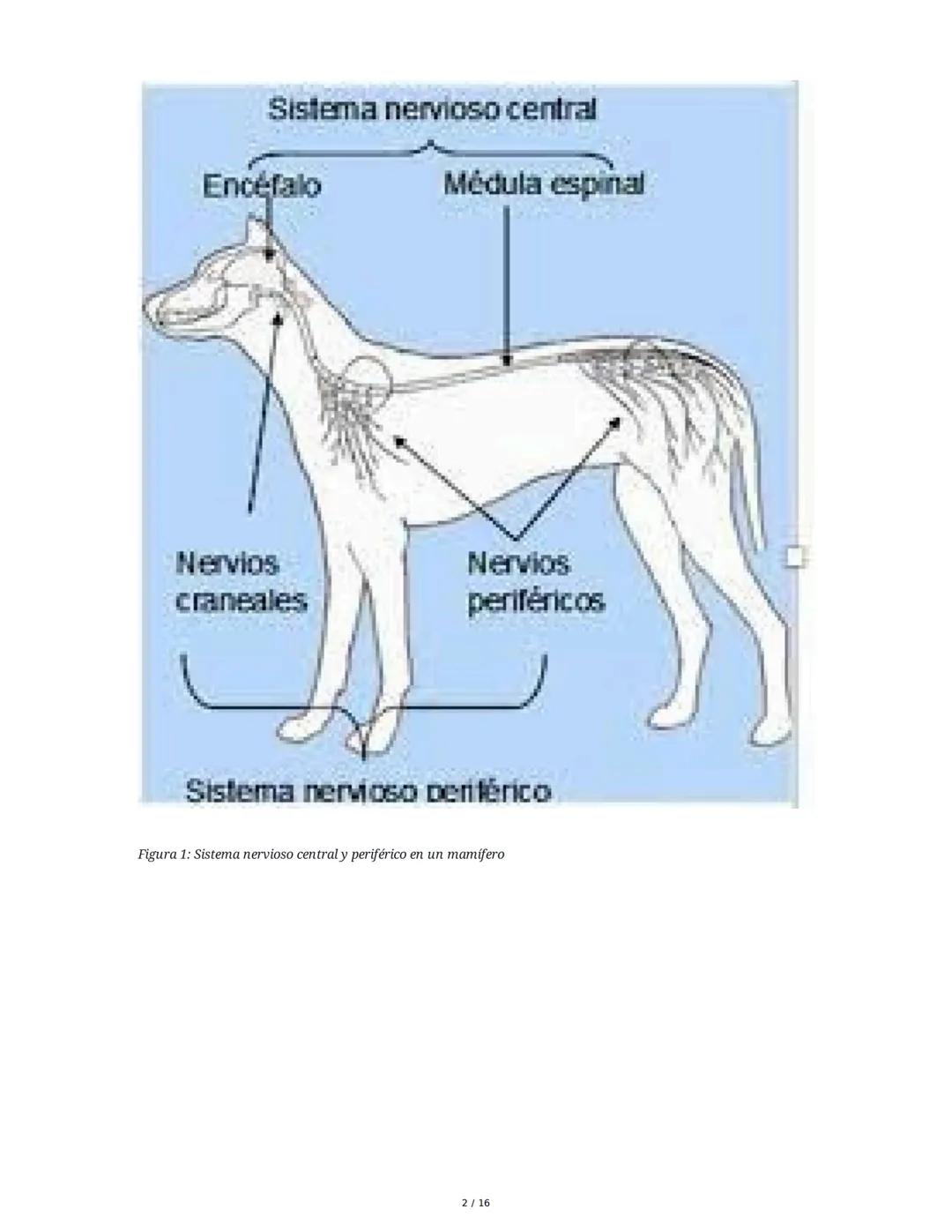 Sistema Nervioso y Muscular
1. Introducción al Sistema Nervioso y Muscular
El sistema nervioso y el sistema músculo-esquelético son fundamen