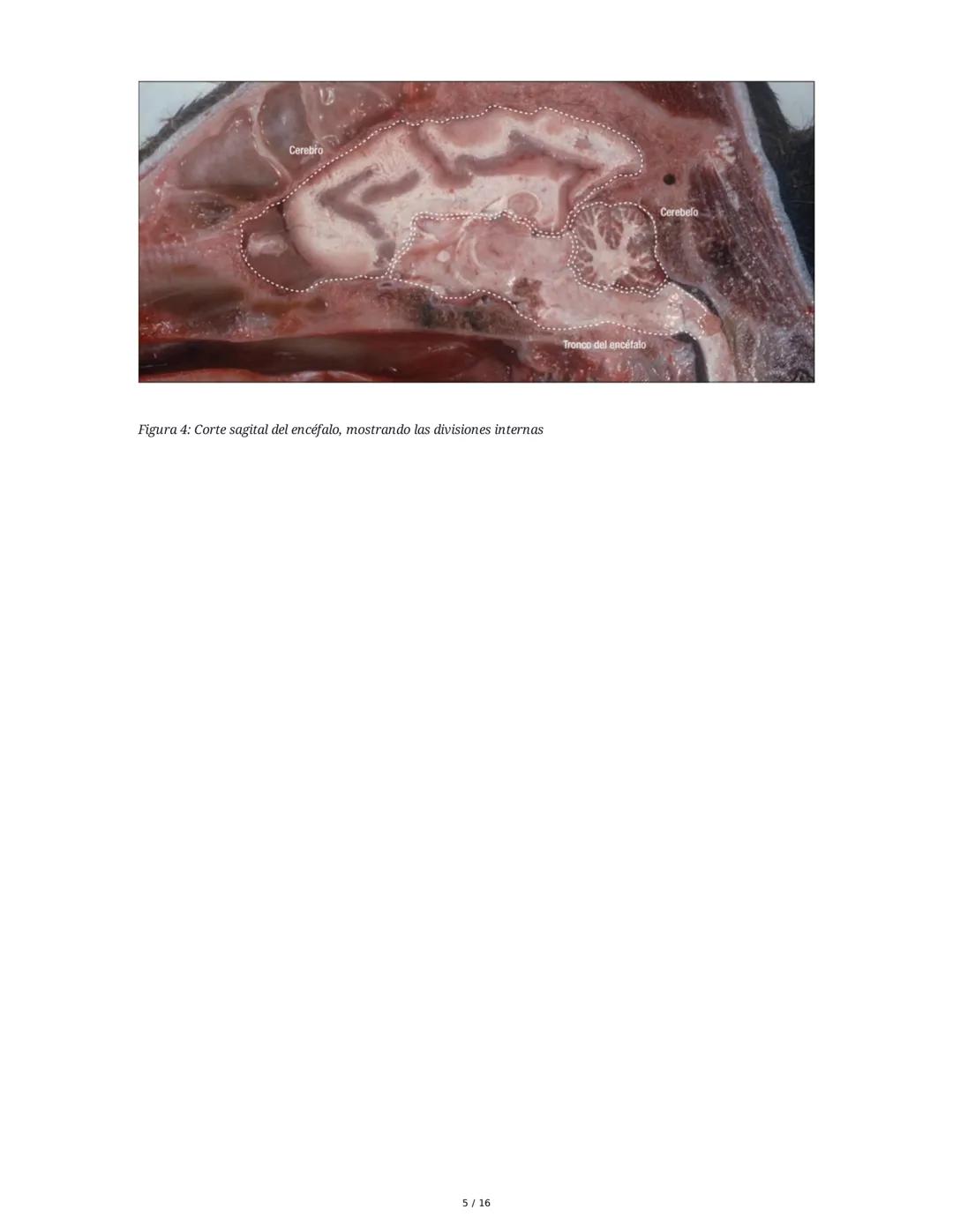 Sistema Nervioso y Muscular
1. Introducción al Sistema Nervioso y Muscular
El sistema nervioso y el sistema músculo-esquelético son fundamen