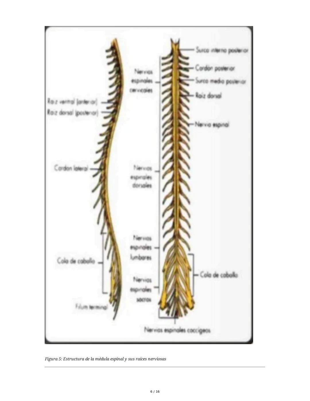 Sistema Nervioso y Muscular
1. Introducción al Sistema Nervioso y Muscular
El sistema nervioso y el sistema músculo-esquelético son fundamen