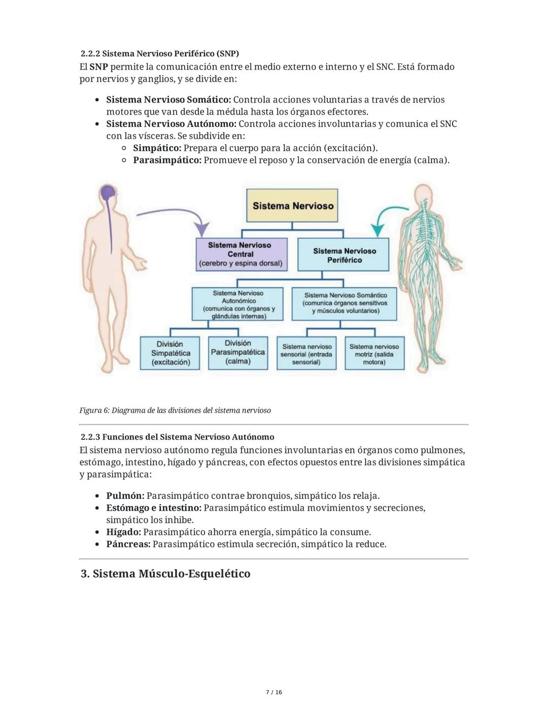 Sistema Nervioso y Muscular
1. Introducción al Sistema Nervioso y Muscular
El sistema nervioso y el sistema músculo-esquelético son fundamen