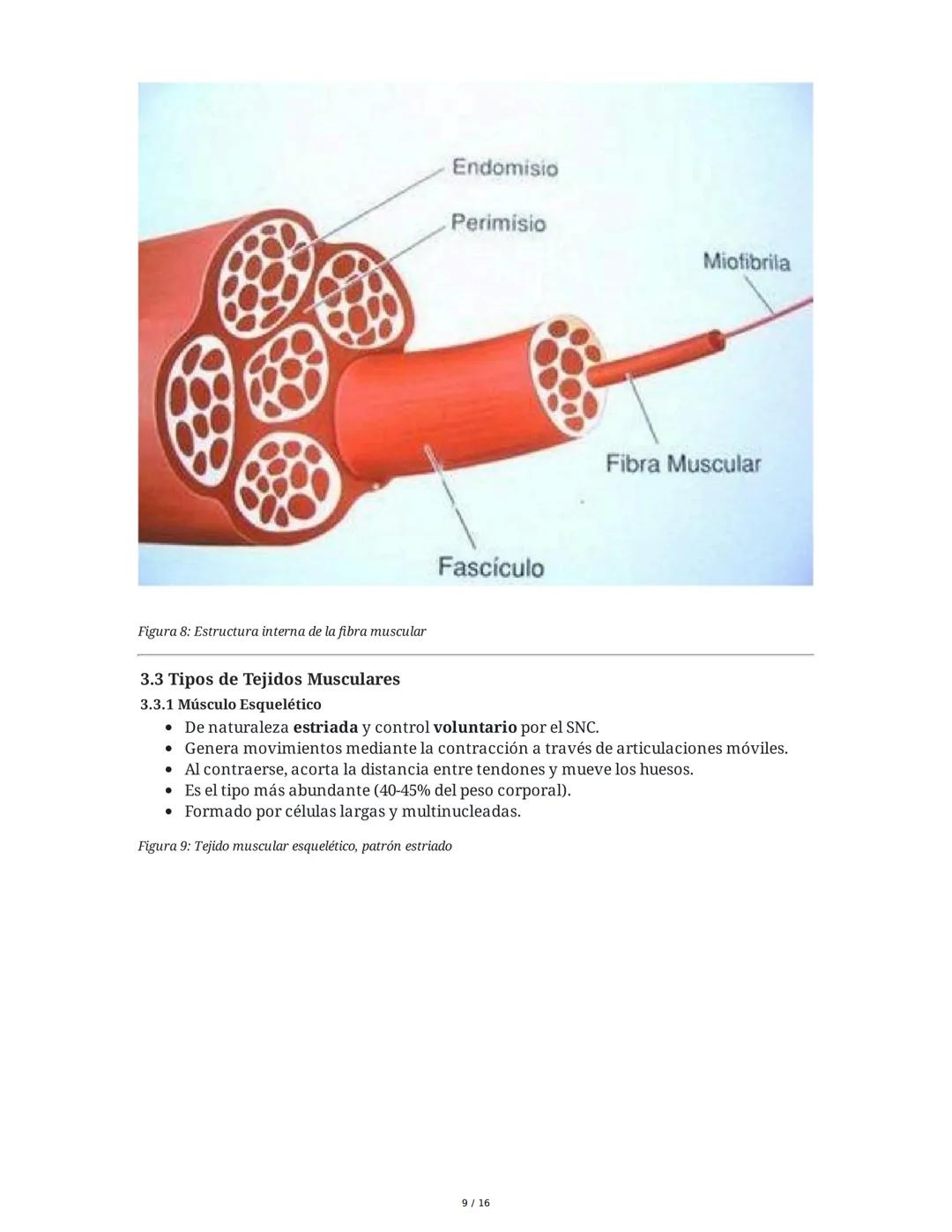 Sistema Nervioso y Muscular
1. Introducción al Sistema Nervioso y Muscular
El sistema nervioso y el sistema músculo-esquelético son fundamen