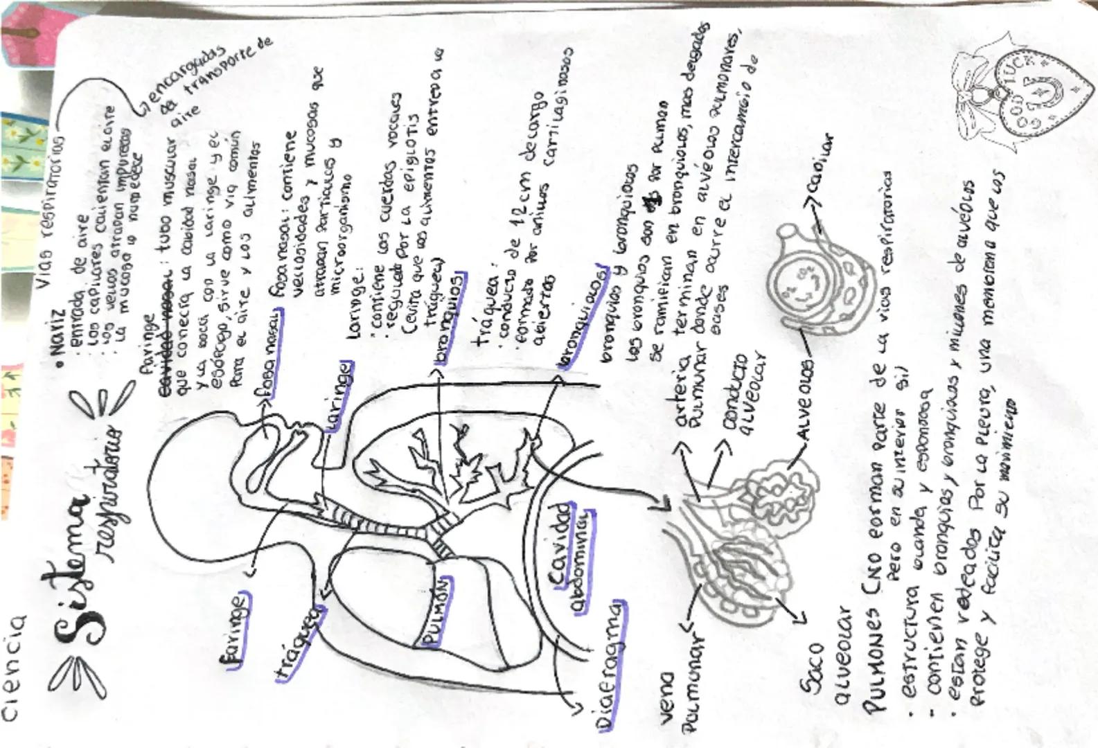 ciencia
Sistem
Faringe
tráquea
PULMON
+
Cavidad
abdominal
Diafragma
vena
Pocmonar
• Nariz
Vias respiratorίας
entrada de aire
Los capilares c
