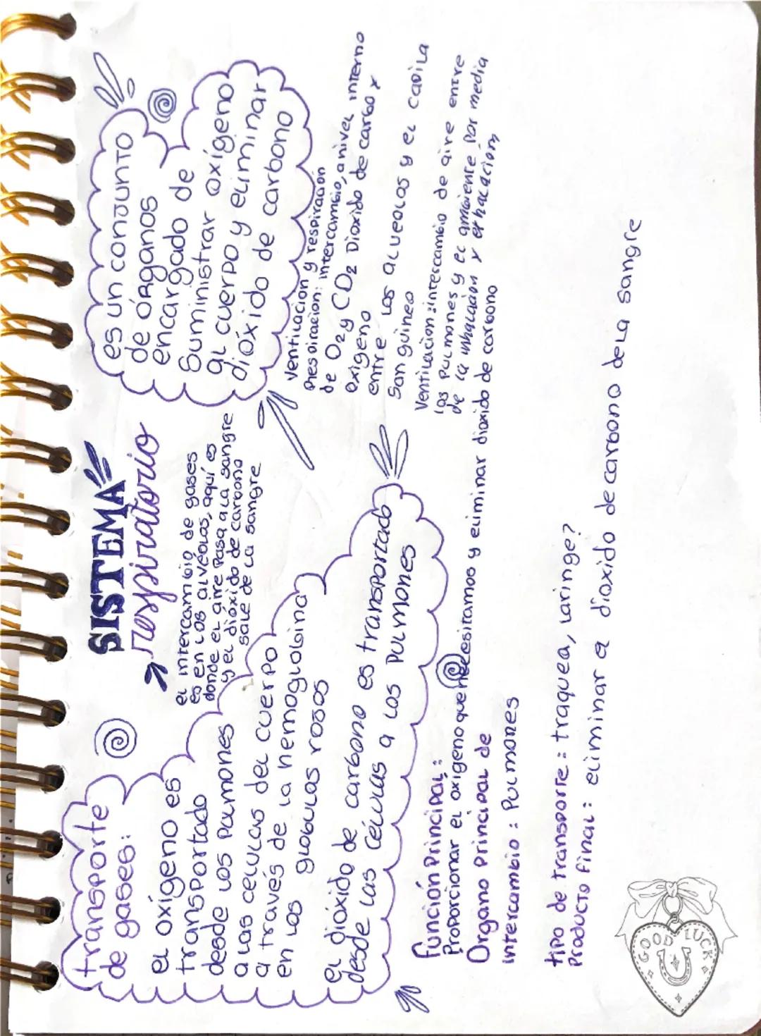 ciencia
Sistem
Faringe
tráquea
PULMON
+
Cavidad
abdominal
Diafragma
vena
Pocmonar
• Nariz
Vias respiratorίας
entrada de aire
Los capilares c
