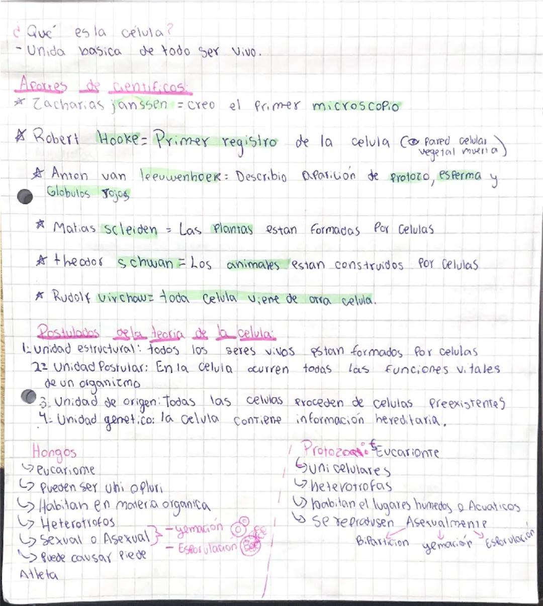 Celulas, bacterias, hongos, protozos