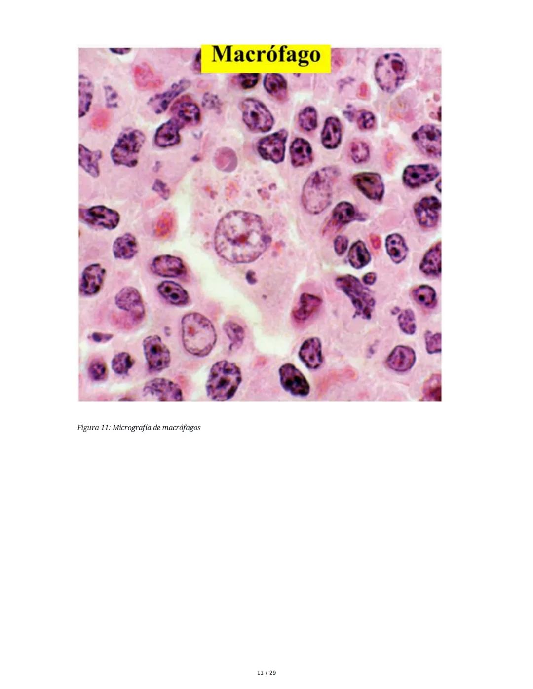 Sistema Inmunitario - Resumen Integral
1. Introducción a los Microorganismos y Virus
Los microorganismos son organismos celulares visibles s