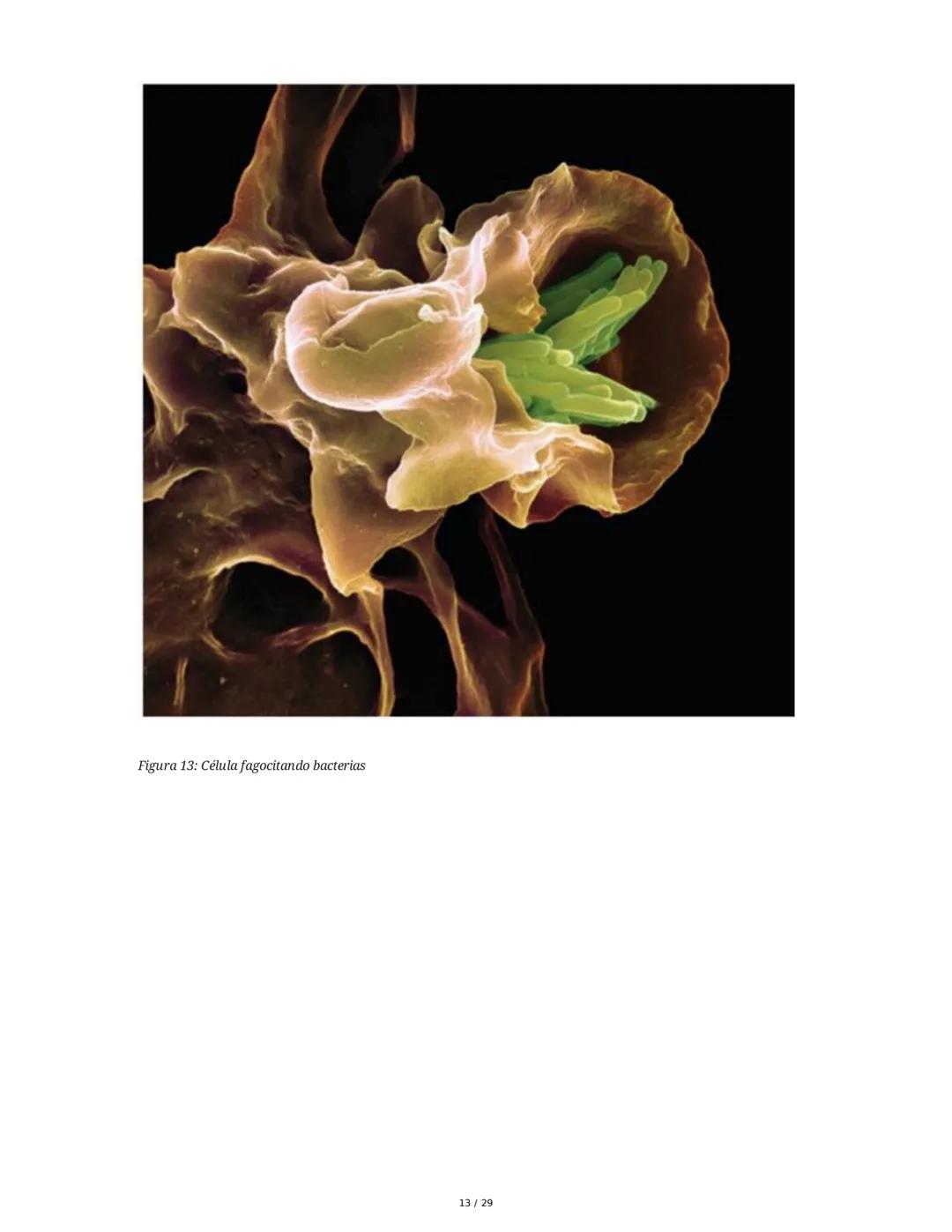 Sistema Inmunitario - Resumen Integral
1. Introducción a los Microorganismos y Virus
Los microorganismos son organismos celulares visibles s