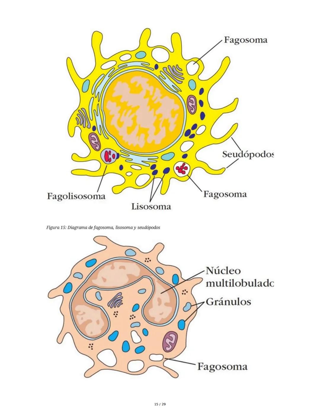 Sistema Inmunitario - Resumen Integral
1. Introducción a los Microorganismos y Virus
Los microorganismos son organismos celulares visibles s