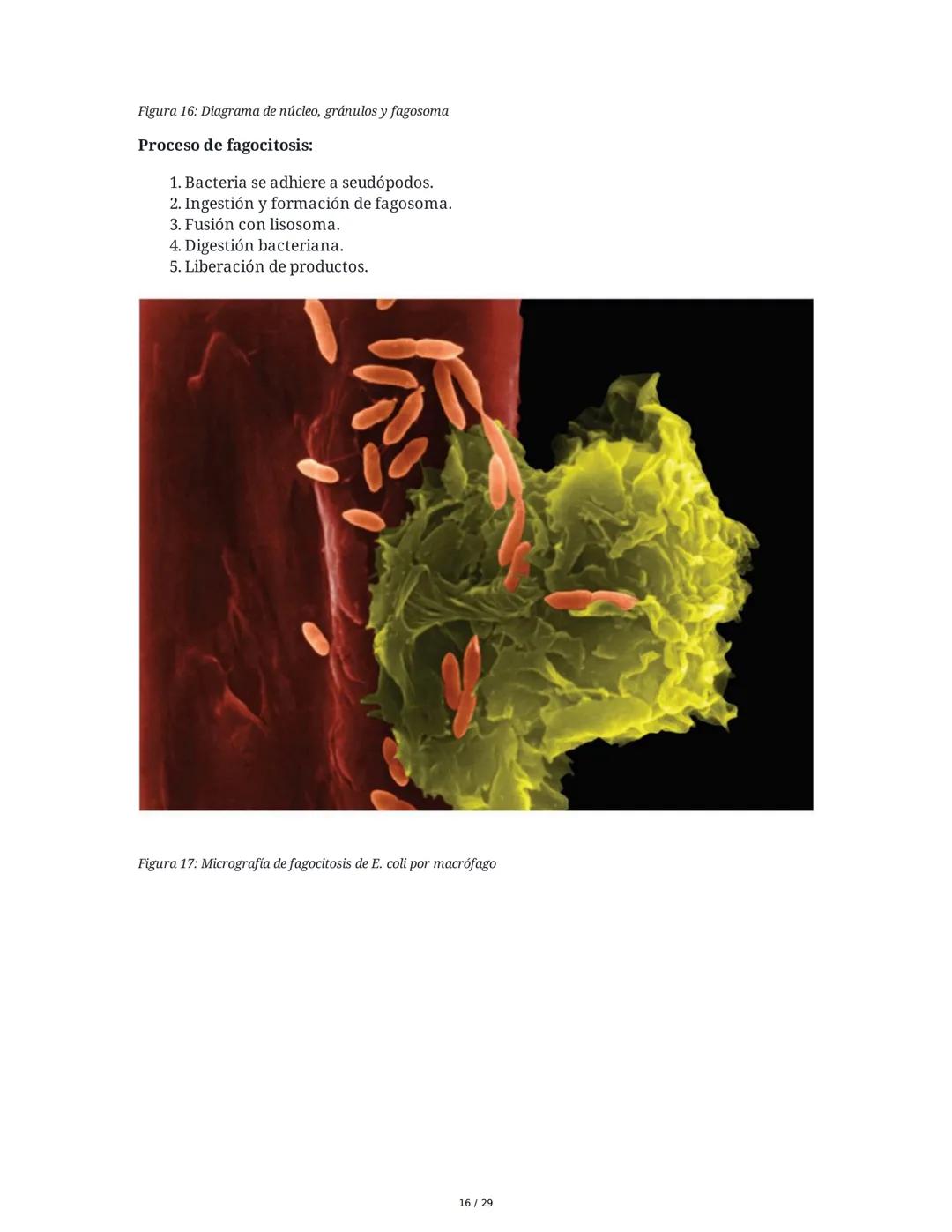 Sistema Inmunitario - Resumen Integral
1. Introducción a los Microorganismos y Virus
Los microorganismos son organismos celulares visibles s