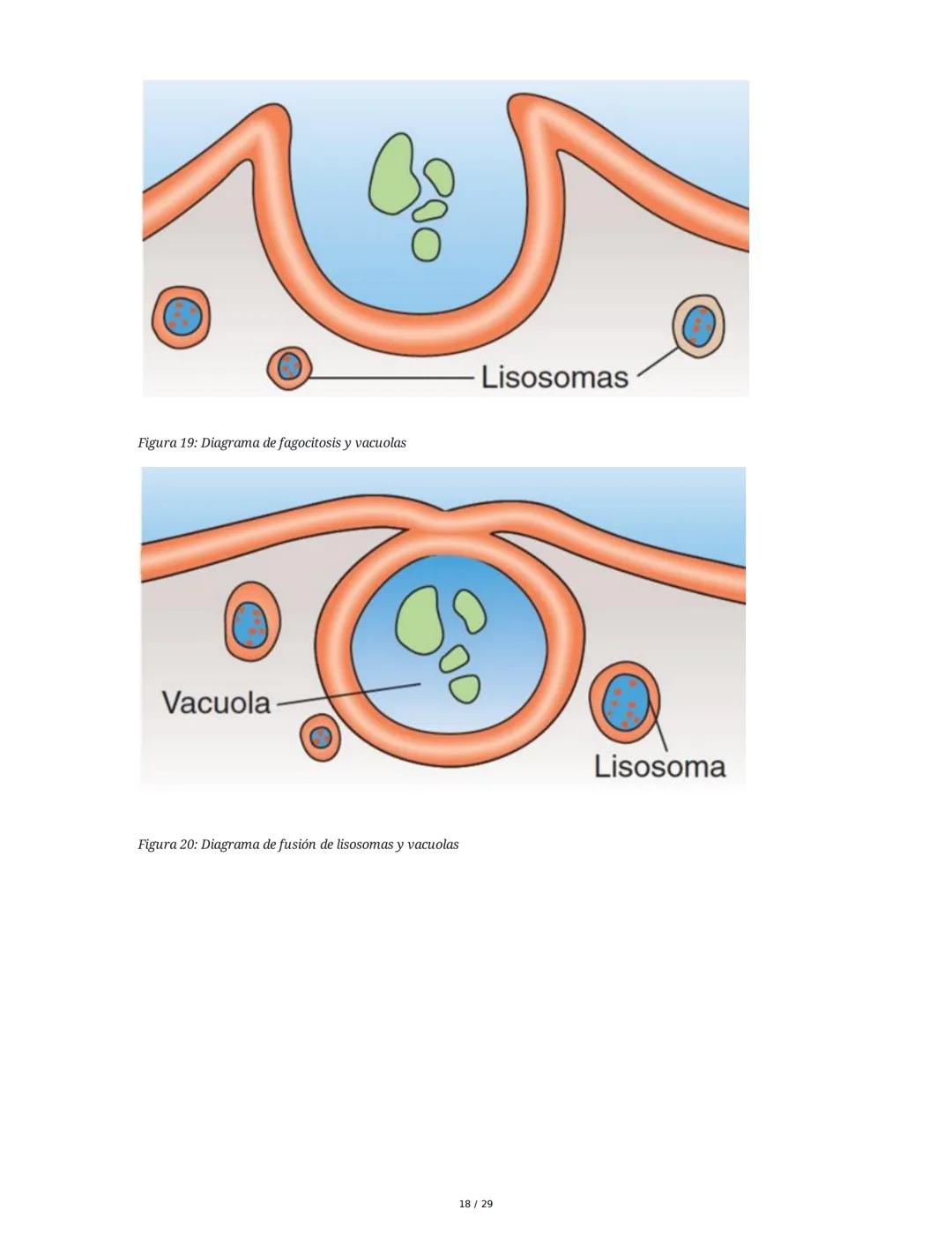 Sistema Inmunitario - Resumen Integral
1. Introducción a los Microorganismos y Virus
Los microorganismos son organismos celulares visibles s