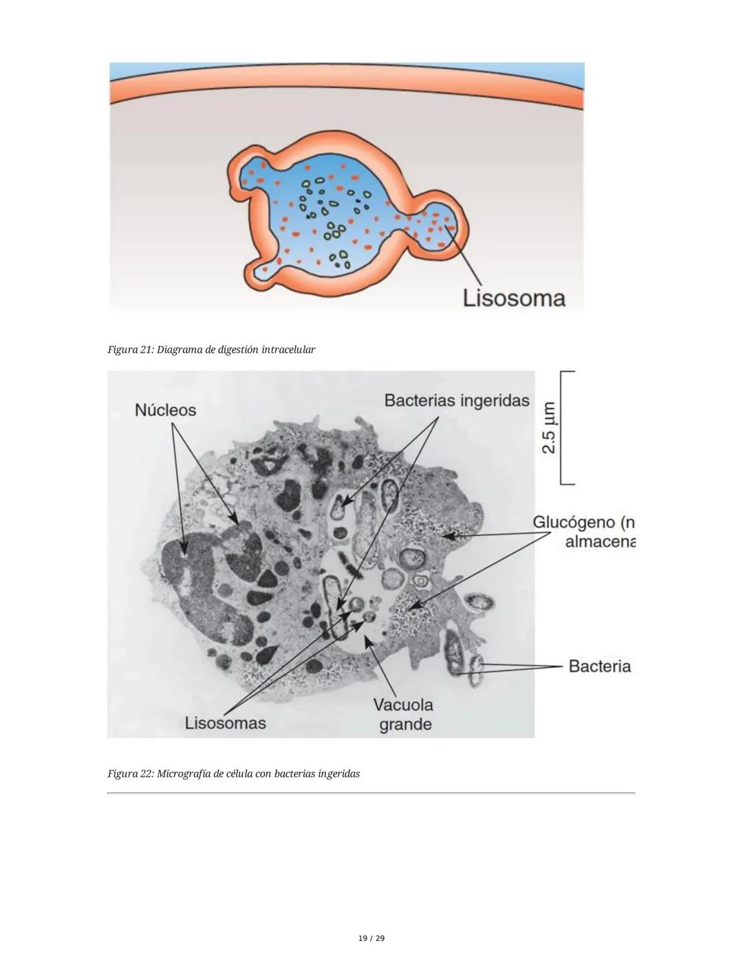 Sistema Inmunitario - Resumen Integral
1. Introducción a los Microorganismos y Virus
Los microorganismos son organismos celulares visibles s