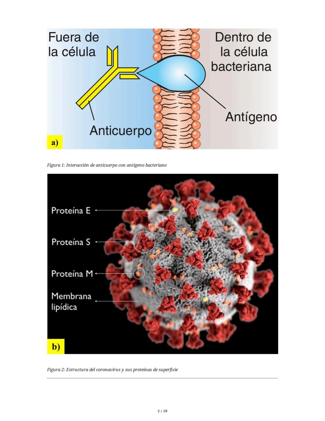 Sistema Inmunitario - Resumen Integral
1. Introducción a los Microorganismos y Virus
Los microorganismos son organismos celulares visibles s