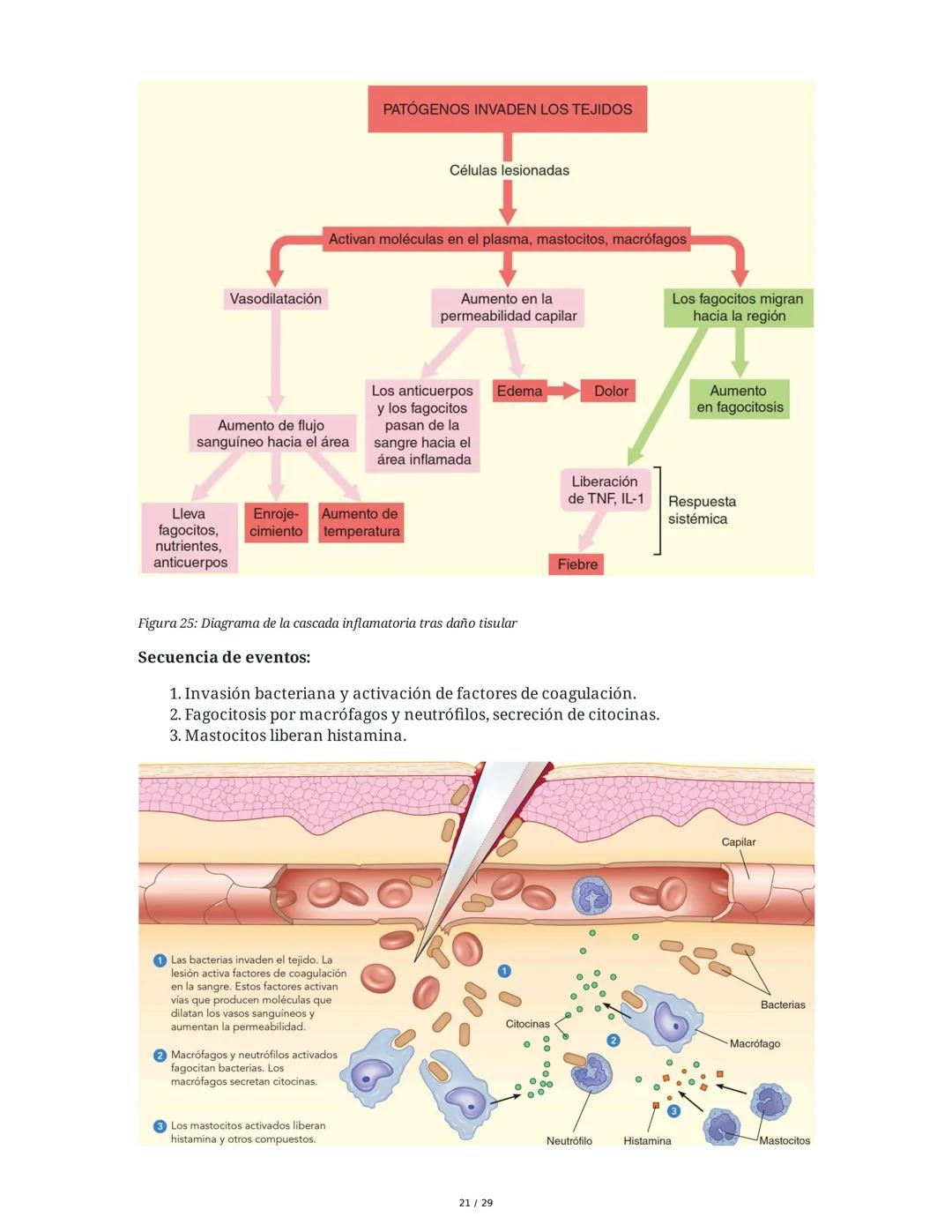 Sistema Inmunitario - Resumen Integral
1. Introducción a los Microorganismos y Virus
Los microorganismos son organismos celulares visibles s