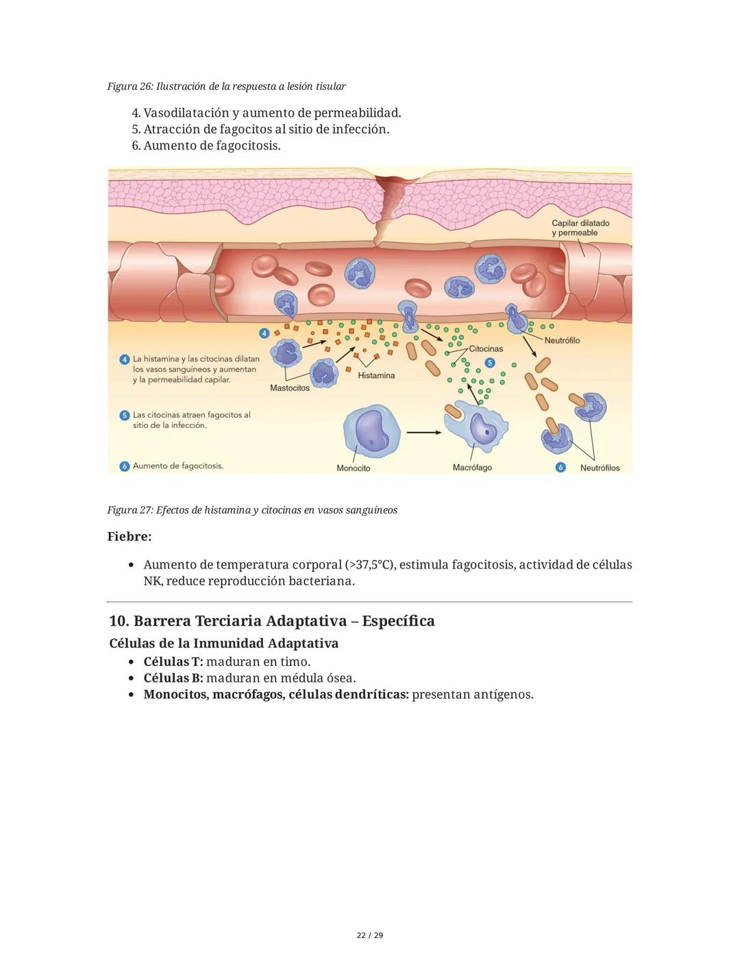 Sistema Inmunitario - Resumen Integral
1. Introducción a los Microorganismos y Virus
Los microorganismos son organismos celulares visibles s