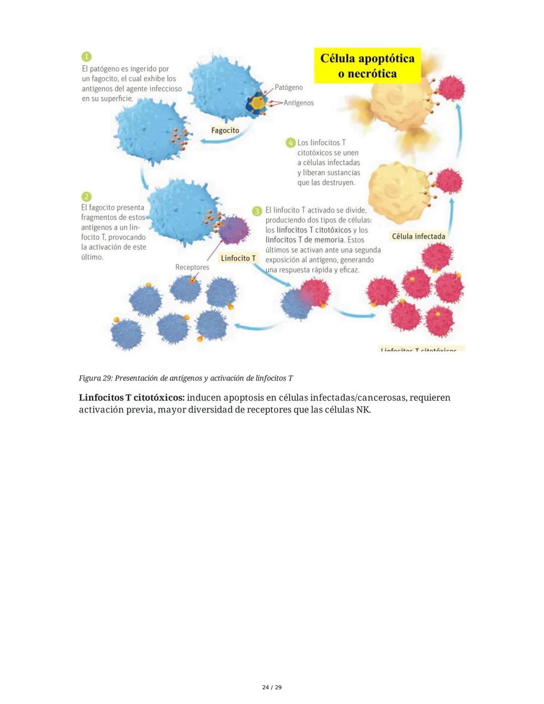 Sistema Inmunitario - Resumen Integral
1. Introducción a los Microorganismos y Virus
Los microorganismos son organismos celulares visibles s