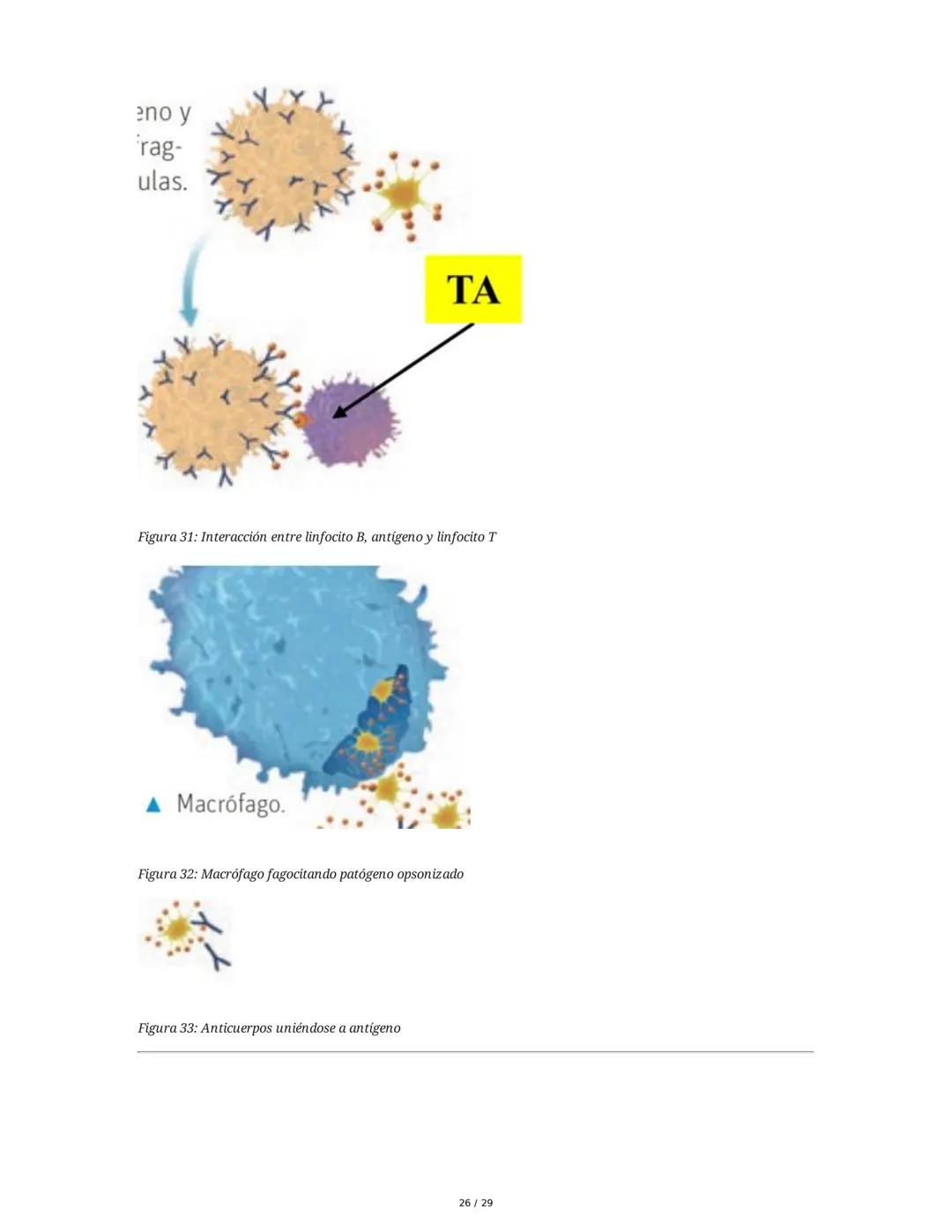 Sistema Inmunitario - Resumen Integral
1. Introducción a los Microorganismos y Virus
Los microorganismos son organismos celulares visibles s