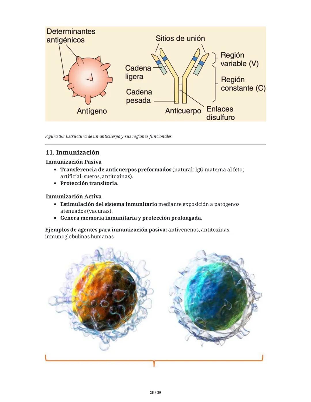 Sistema Inmunitario - Resumen Integral
1. Introducción a los Microorganismos y Virus
Los microorganismos son organismos celulares visibles s