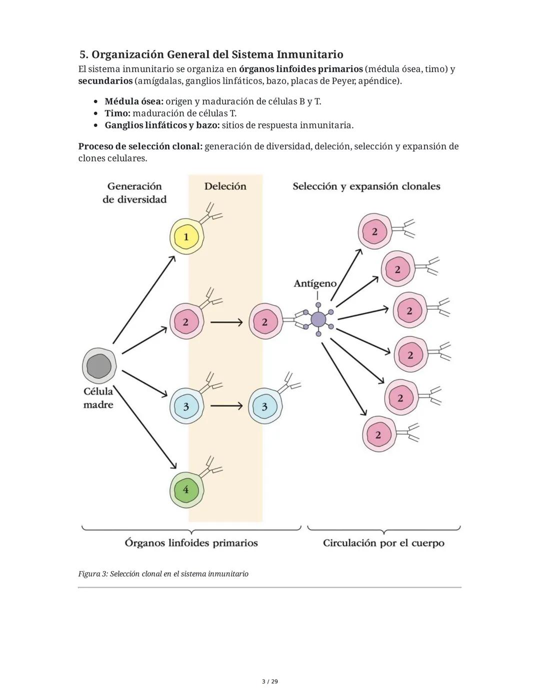 Sistema Inmunitario - Resumen Integral
1. Introducción a los Microorganismos y Virus
Los microorganismos son organismos celulares visibles s